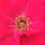Red - Bed and borders rose - floribunda - Anne Poulsen®